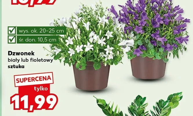 Dzwonek biały lub fioletowy sztuka promocja w Kaufland