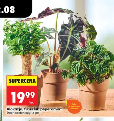 Alokazja średnica doniczki 12 cm promocja w Biedronka