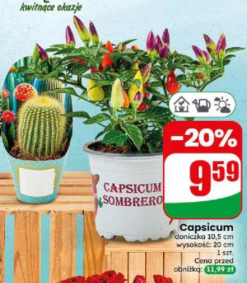 Capsicum Sombrero promocja w Dino