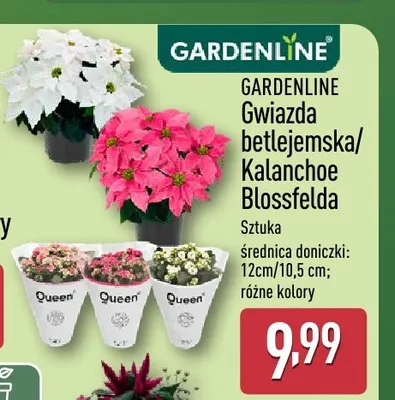 Gwiazda betlejemska Gardenline promocja w Aldi