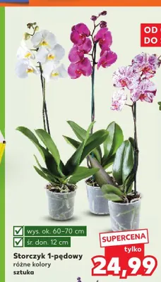 Storczyk 1-pędowy promocja w Kaufland