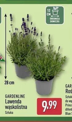Lawenda wąskolistna Gardenline promocja w Aldi