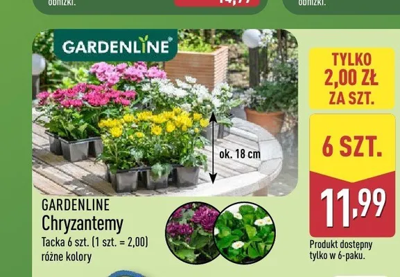 Chryzantemy GARDENLINE promocja w Aldi