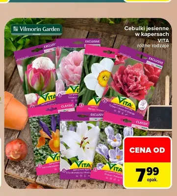 Cebulki jesienne w kapersach Vita promocja w Carrefour