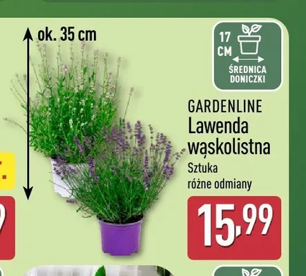 Lawenda wąskolistna Gardenline promocja w Aldi