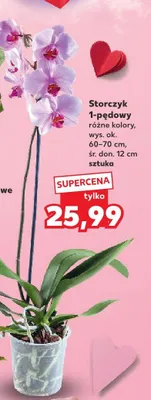 Storczyk 1-pędowy różne kolory promocja w Kaufland