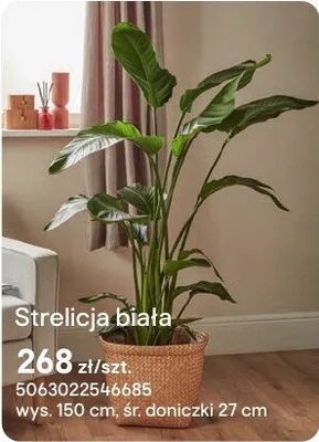 Strelicja biała promocja w Castorama