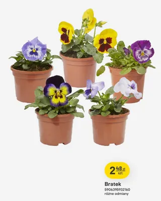 Bratek różne odmiany promocja w Castorama