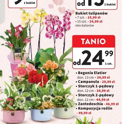 Kompozycja roślin promocja w Intermarche
