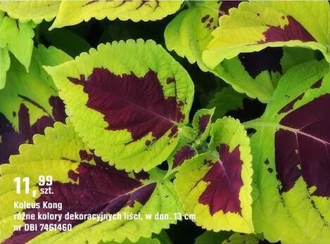 Koleus Kong różne kolory dekoracyjnych liści promocja w OBI