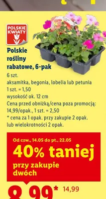 Polskie rośliny rabatowe begonia 6-pak promocja w Lidl