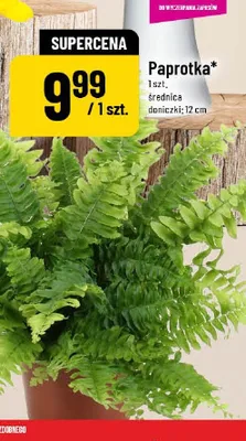 Paprotka średnica doniczki 12 cm promocja w POLOmarket
