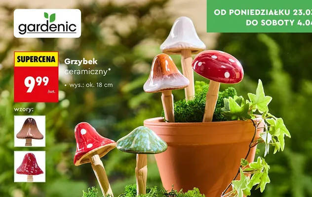 Grzyb ceramiczny promocja w Biedronka