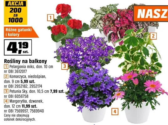 Rośliny na balkony różne gatunki i kolory promocja w OBI