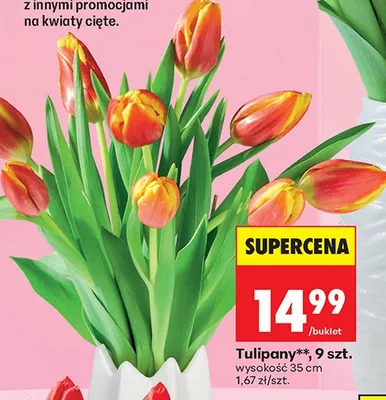 Tulipany, 9 szt. promocja w Biedronka