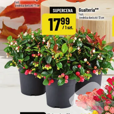 Gualteria średnica doniczki 12 cm promocja w POLOmarket