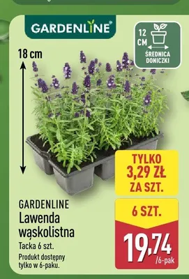 Lawenda wąskolistna Gardenline 6-pak promocja w Aldi