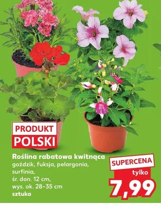 Roślina rabatowa kwitnąca goździk śr. don. 12cm wys. ok. 28-35cm promocja w Kaufland