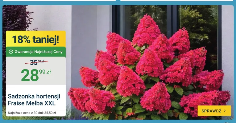 Sadzonka hortensji Fraise Melba XXL promocja w ERLI