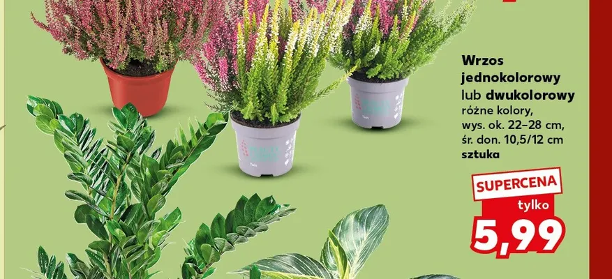 Wrzos dwukolorowy promocja w Kaufland