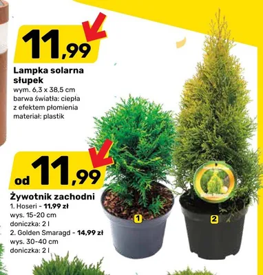 Żywotnik zachodni Golden Smaragd wys. 30-40cm doniczka 2l promocja w Bricomarche