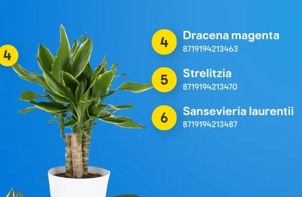 Roślina doniczkowa Dracena magenta promocja w Castorama