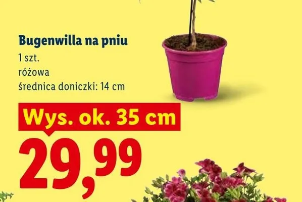 Bugenwilla na pniu różowa promocja w Lidl