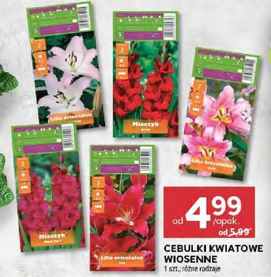 Cebulki kwiatowe wiosenne promocja w Stokrotka
