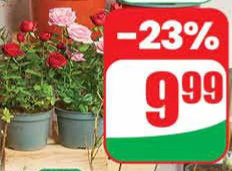Róża doniczka 12 cm  promocja w Dino