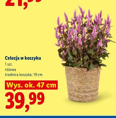 Celozja w koszyku wys. ok. 47 cm promocja w Lidl