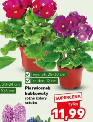Pierwiosnek kubkowy różne kolory sztuka promocja w Kaufland