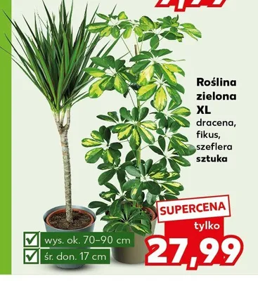 Roślina zielona XL Fikus promocja w Kaufland