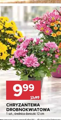 Chryzantema drobnokwiatowa średnica doniczki 12 cm promocja w Stokrotka