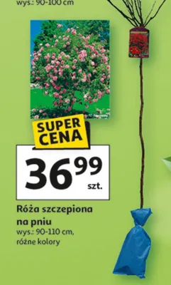 Róża szczepiona na pniu promocja w Auchan