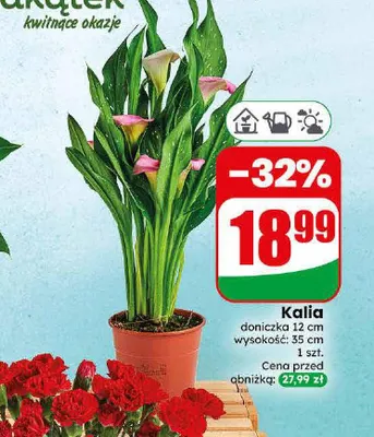 Kalia doniczka 12 cm promocja w Dino