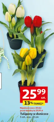Tulipany w doniczce 5 szt. wys.: 33 cm promocja w Auchan