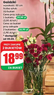 Goździki promocja w Dino