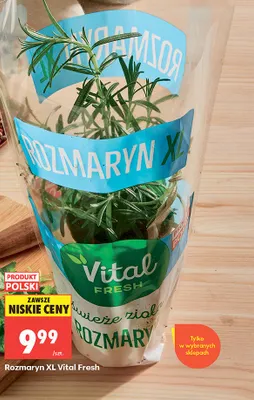 Rozmaryn XL Vital Fresh promocja w Biedronka
