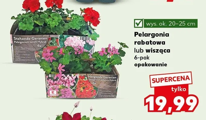 Pelargonia wisząca 6-pak promocja w Kaufland