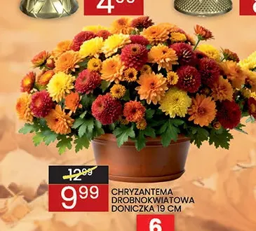 Chryzantema drobnokwiatowa doniczka 19 cm promocja w Wafelek