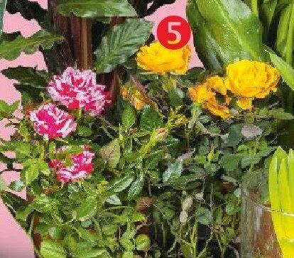 Róża promocja w Kaufland