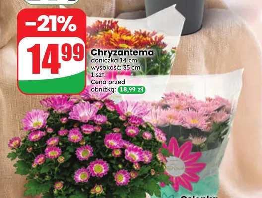 Chryzantema promocja w Dino
