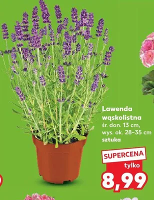 Lawenda wąskolistna śr. don. 13cm wys. ok. 28-35cm promocja w Kaufland