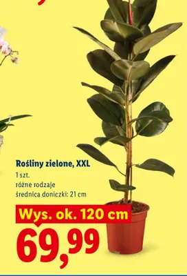 Rośliny zielone Xxl promocja w Lidl