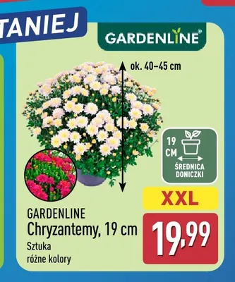 Chryzantemy Gardenline 19 cm promocja w Aldi