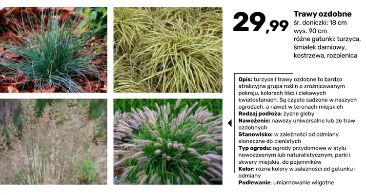 Trawa ozdobna Kostrzewa śr. doniczki 18 cm wys. 90 promocja w Bricomarche
