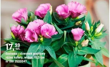 Eustoma - dzwonek preriowy różne kolory promocja w OBI