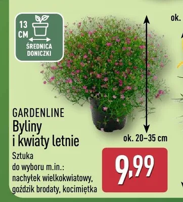Byliny i kwiaty letnie GARDENLINE promocja w Aldi