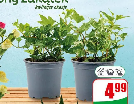 Hedera promocja w Dino