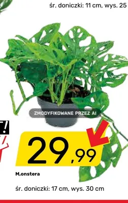 Monstera promocja w Bricomarche